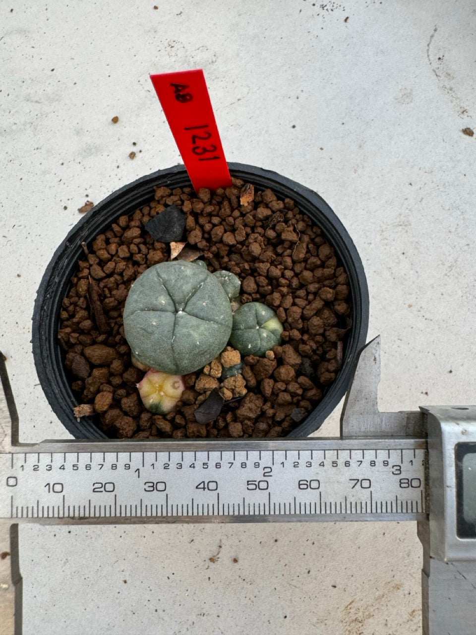 Lophophora Williamsii Variegate size 5-6 cm own root