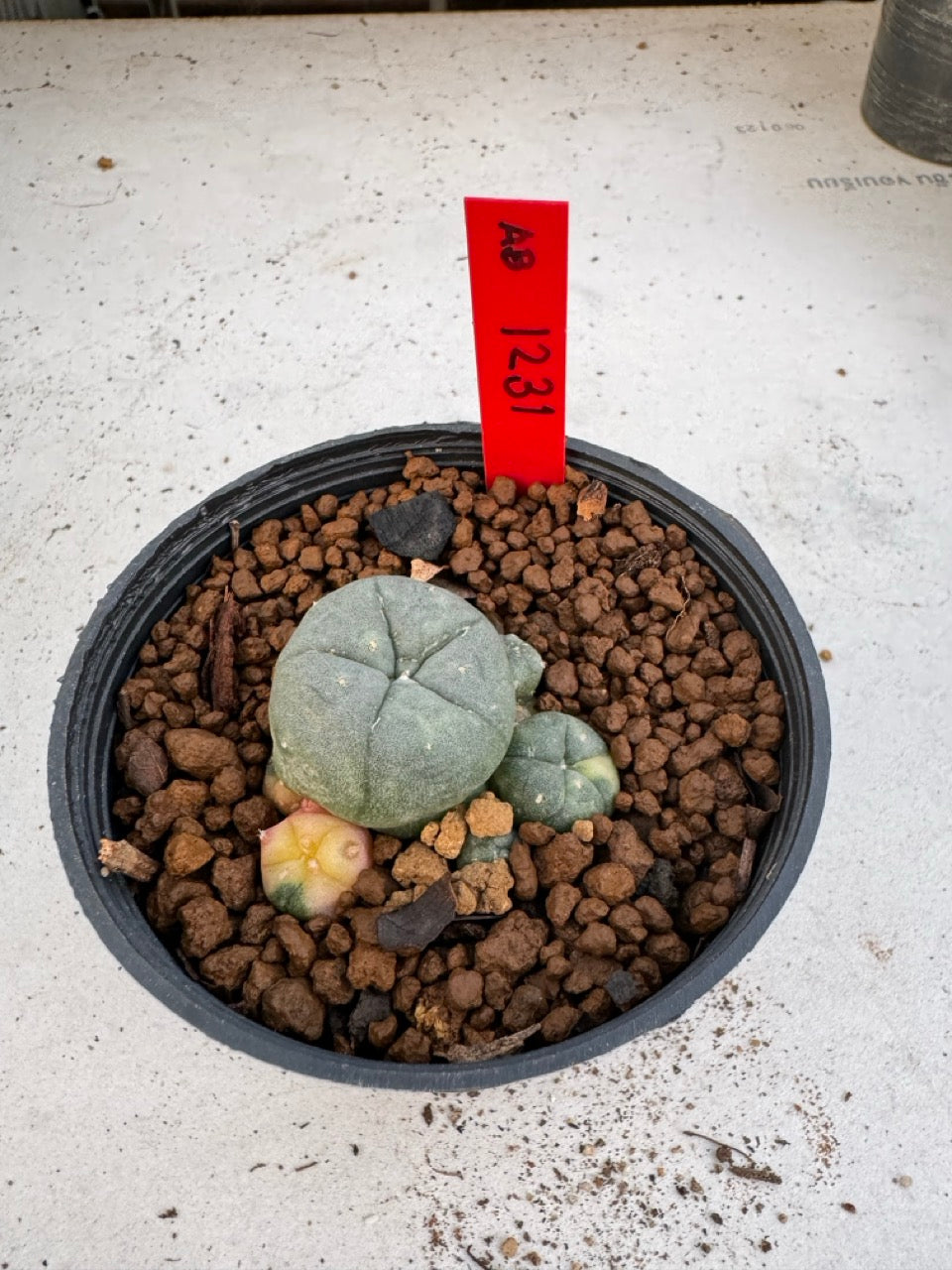 Lophophora Williamsii Variegate size 5-6 cm own root