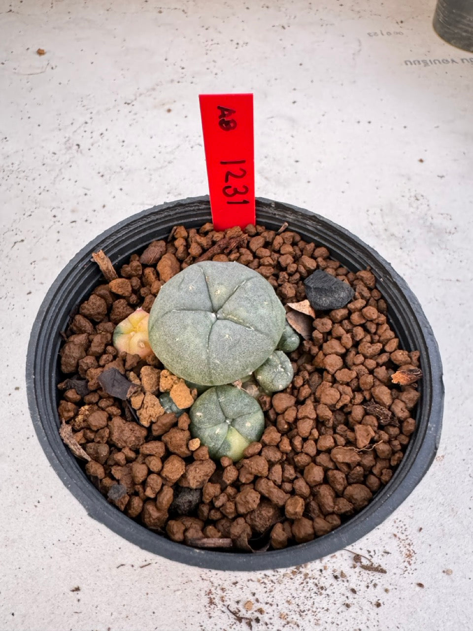 Lophophora Williamsii Variegate size 5-6 cm own root