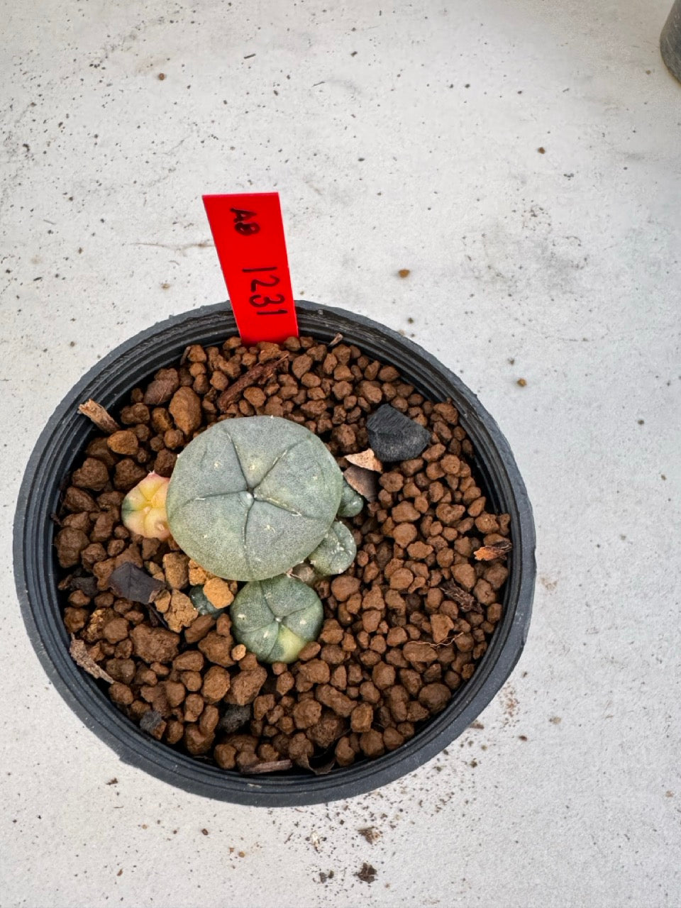 Lophophora Williamsii Variegate size 5-6 cm own root