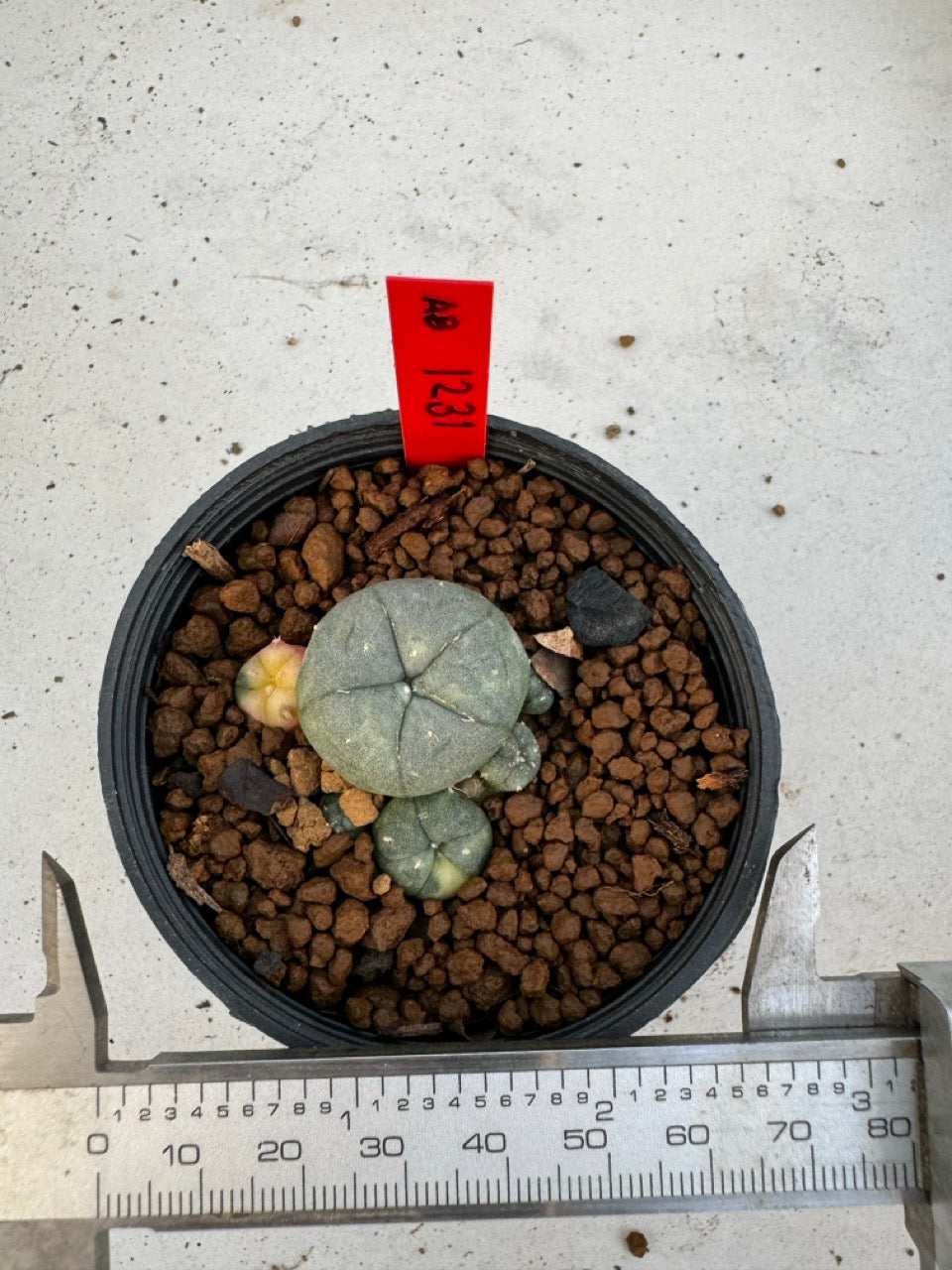 Lophophora Williamsii Variegate size 5-6 cm own root