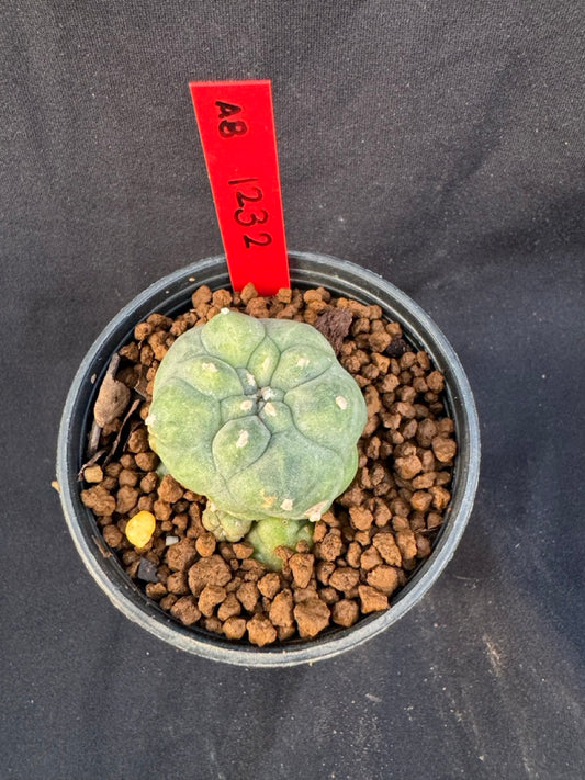 Lophophora Williamsii Variegate size 5-6 cm own root