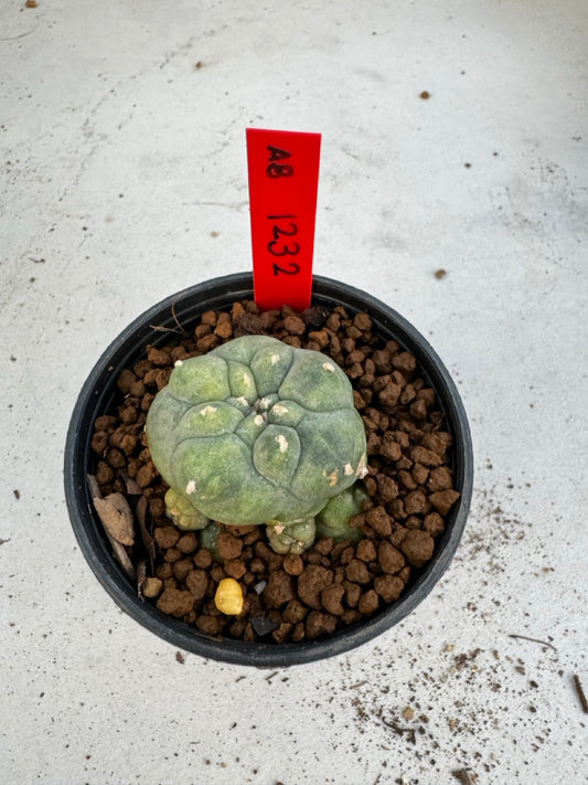 Lophophora Williamsii Variegate size 5-6 cm own root