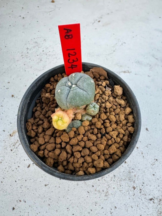 Lophophora Williamsii Variegate size 5-6 cm own root