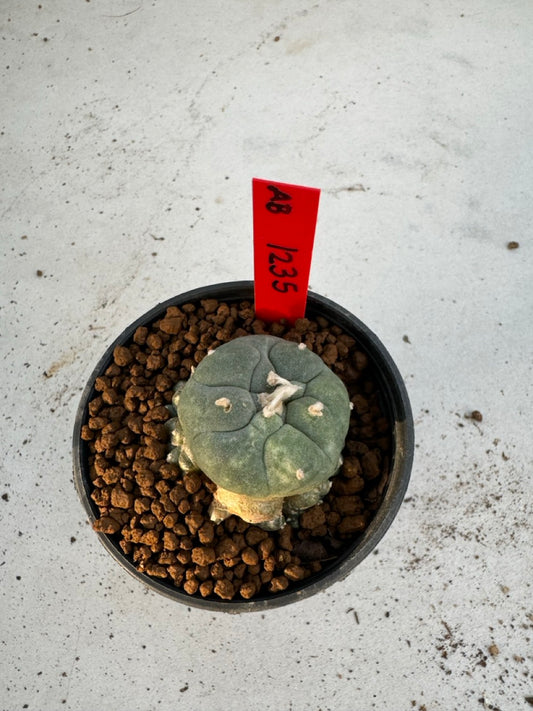 Lophophora Williamsii Variegate size 5-6 cm own root