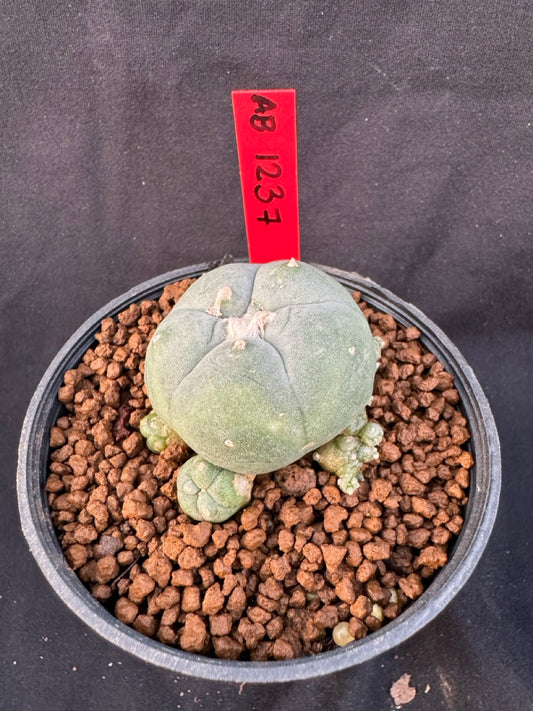 Lophophora Williamsii size 5-6 cm own root