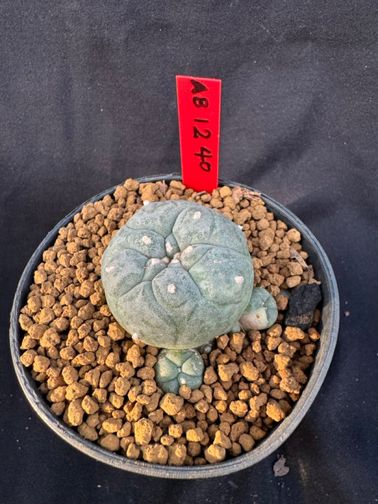 Lophophora Williamsii Variegate size 5-6 cm own root