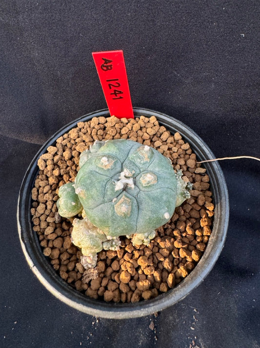 Lophophora Williamsii Variegate size 5-6 cm own root