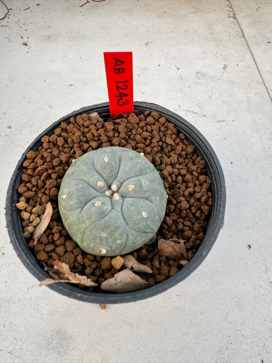 Lophophora Williamsii size 5-6 cm own root