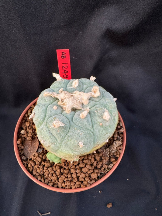 Lophophora Williamsii size 5-6 cm own root