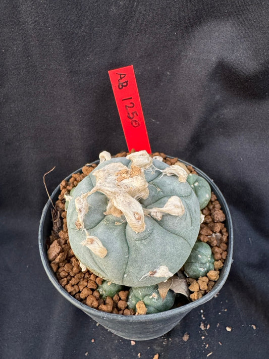 Lophophora Williamsii size 5-6 cm own root