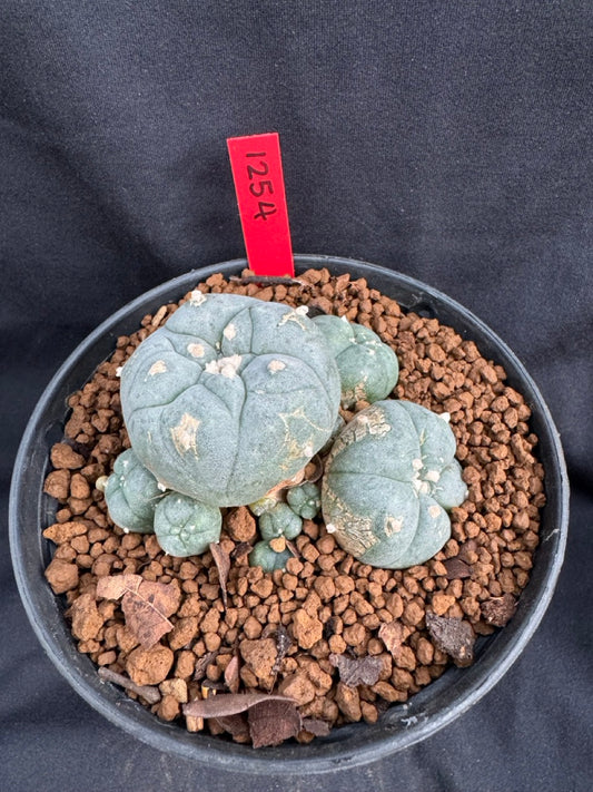 Lophophora Williamsii size 5-6 cm own root