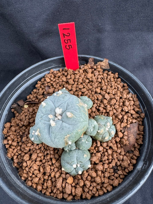 Lophophora Williamsii size 5-6 cm own root