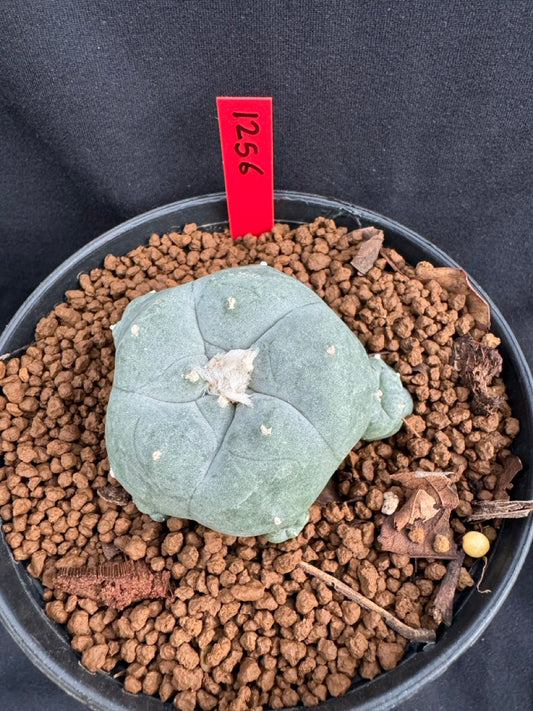 Lophophora Williamsii size 5-6 cm own root