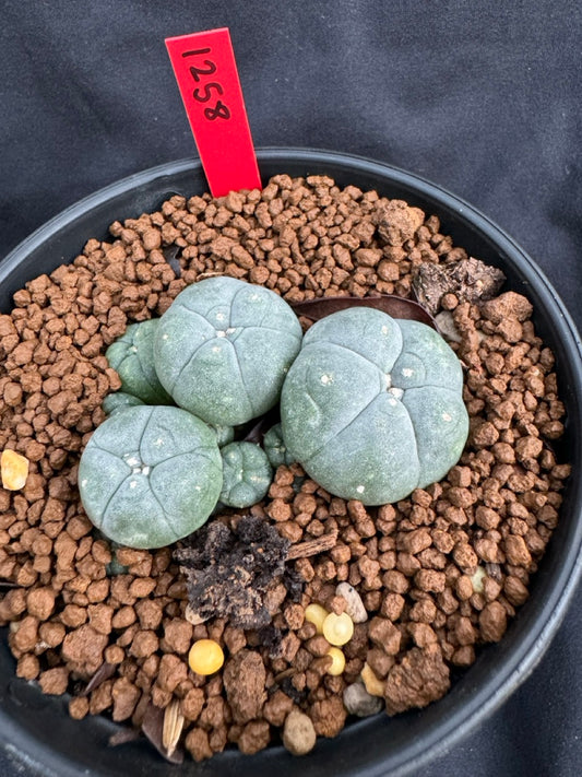 Lophophora Williamsii size 5-6 cm own root