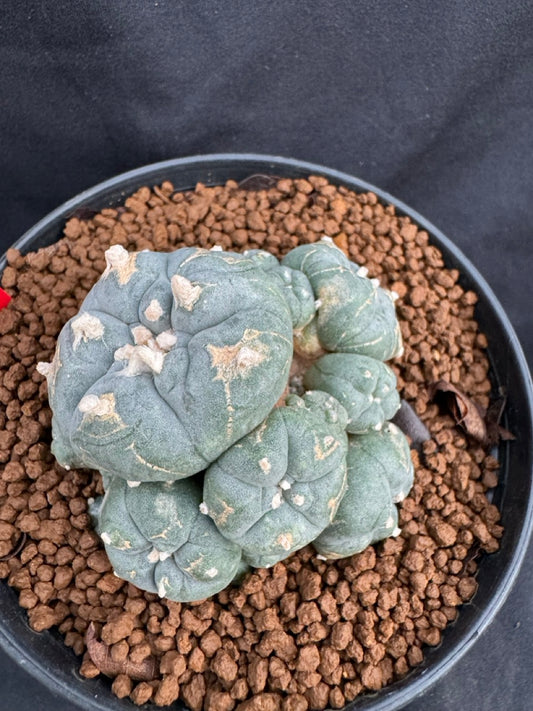 Lophophora Williamsii size 5-6 cm own root