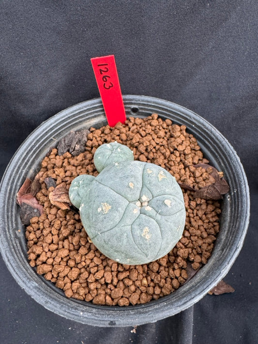 Lophophora Williamsii size 5-6 cm own root