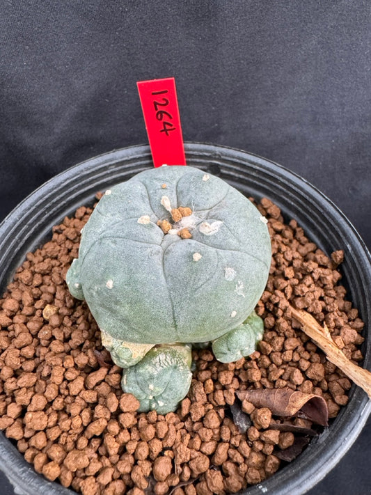 Lophophora Williamsii size 5-6 cm own root