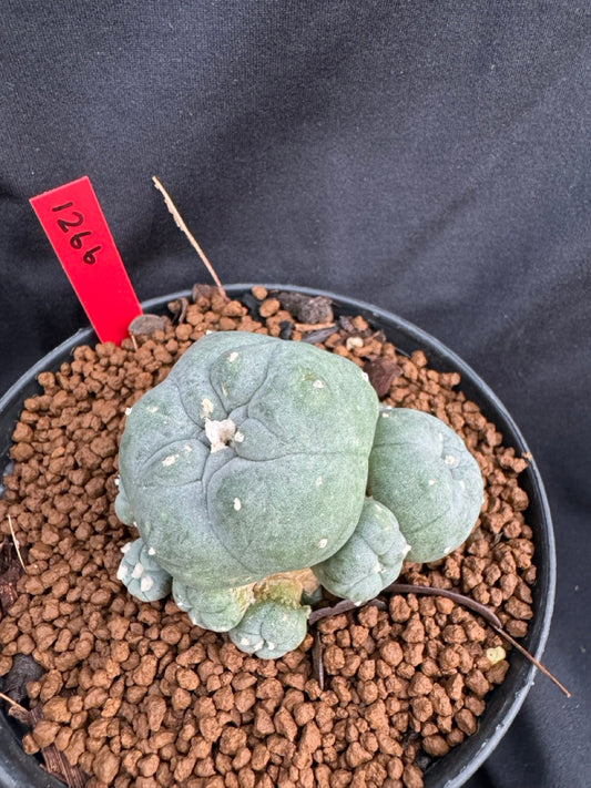 Lophophora Williamsii size 5-6 cm own root