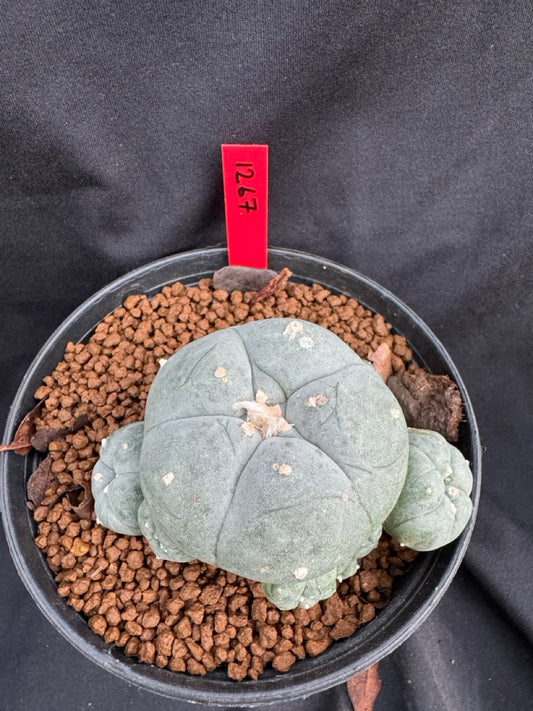 Lophophora Williamsii size 5-6 cm own root