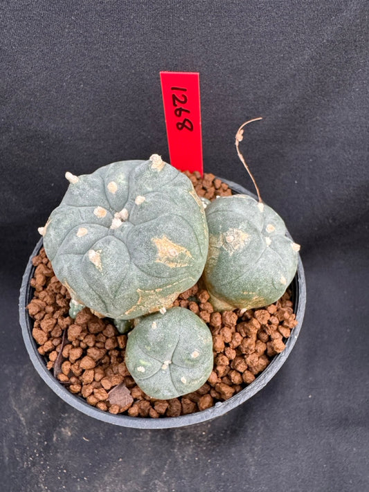 Lophophora Williamsii size 5-6 cm own root