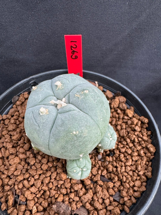 Lophophora Williamsii size 5-6 cm own root