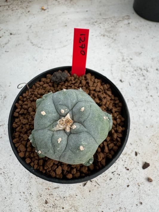 Lophophora Williamsii size 5-6 cm own root