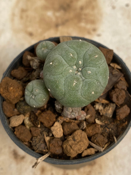 Lophophora williamsii size 4-5 cm ownroot