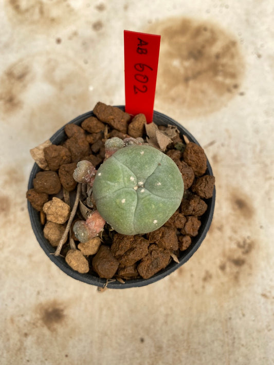 Lophophora williamsii size 4-5 cm ownroot