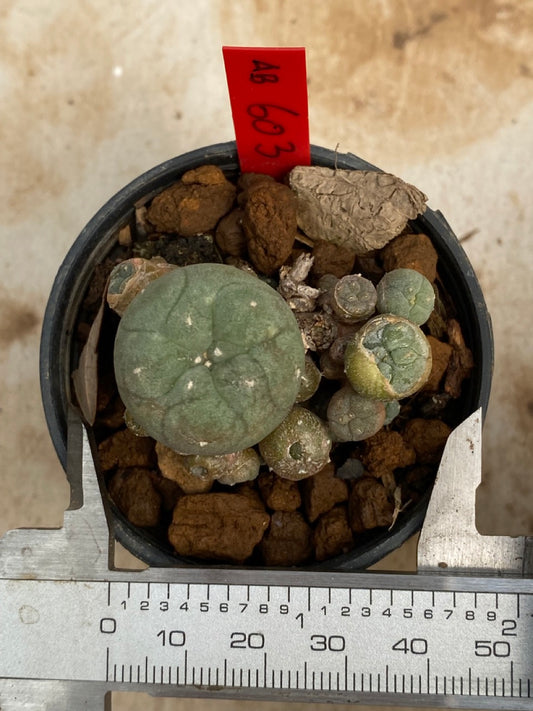 Lophophora williamsii size 4-5 cm ownroot