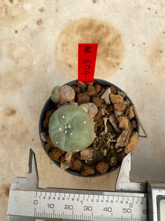 Lophophora williamsii size 4-5 cm ownroot