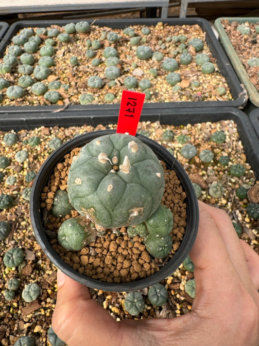 Lophophora Williamsii size 5-6 cm own root