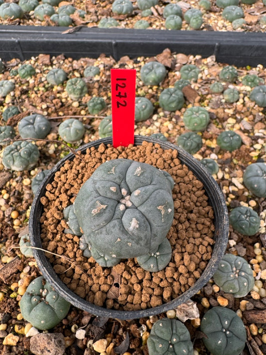 Lophophora Williamsii size 5-6 cm own root