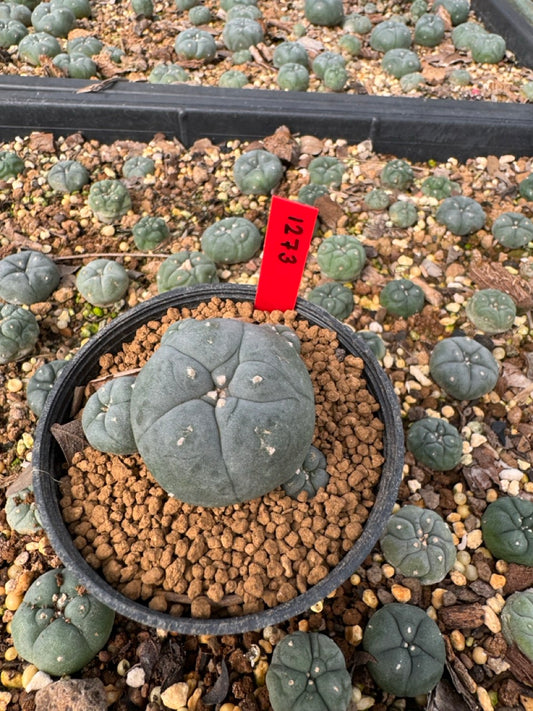 Lophophora Williamsii size 5-6 cm own root