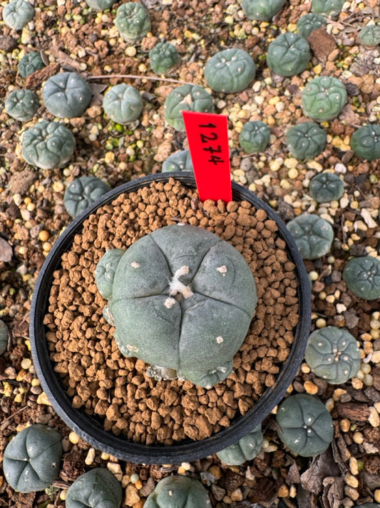 Lophophora Williamsii size 5-6 cm own root