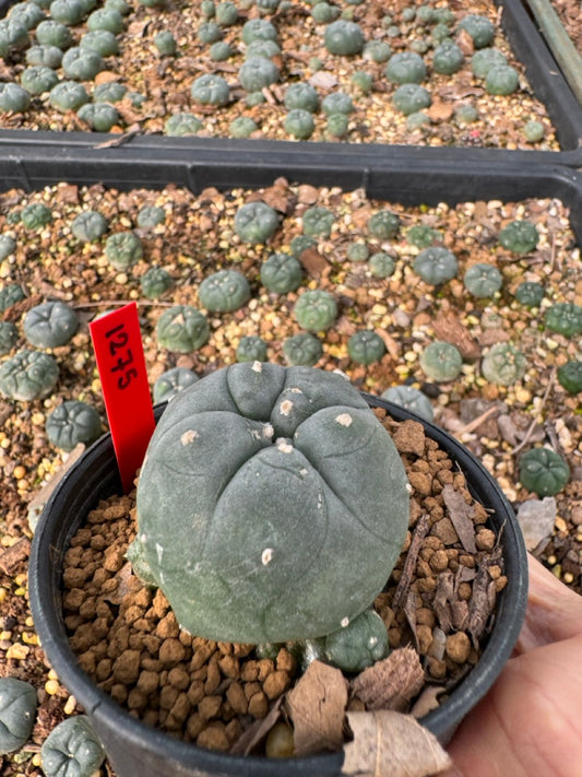 Lophophora williamsii size 5-6 cm own root