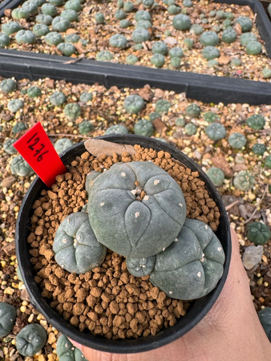 Lophophora Williamsii size 5-6 cm own root