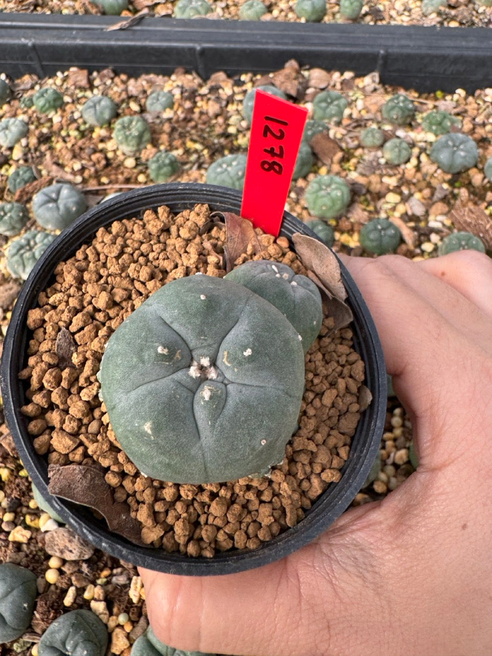 Lophophora Williamsii size 5-6 cm own root