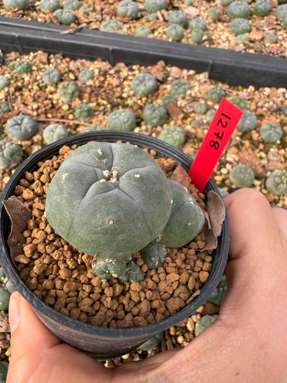 Lophophora Williamsii size 5-6 cm own root