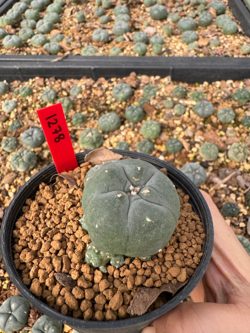 Lophophora Williamsii size 5-6 cm own root