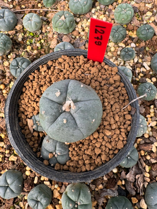 Lophophora Williamsii size 5-6 cm own root