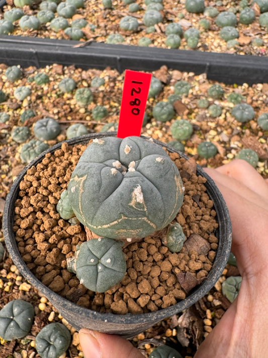 Lophophora Williamsii size 5-6 cm own root