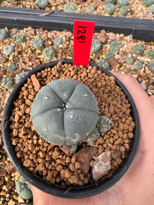 Lophophora Williamsii size 5-6 cm own root