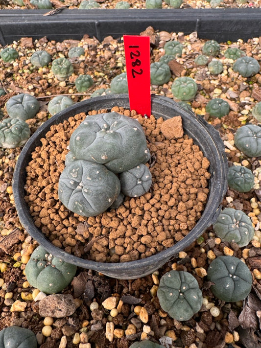 Lophophora Williamsii size 5-6 cm own root