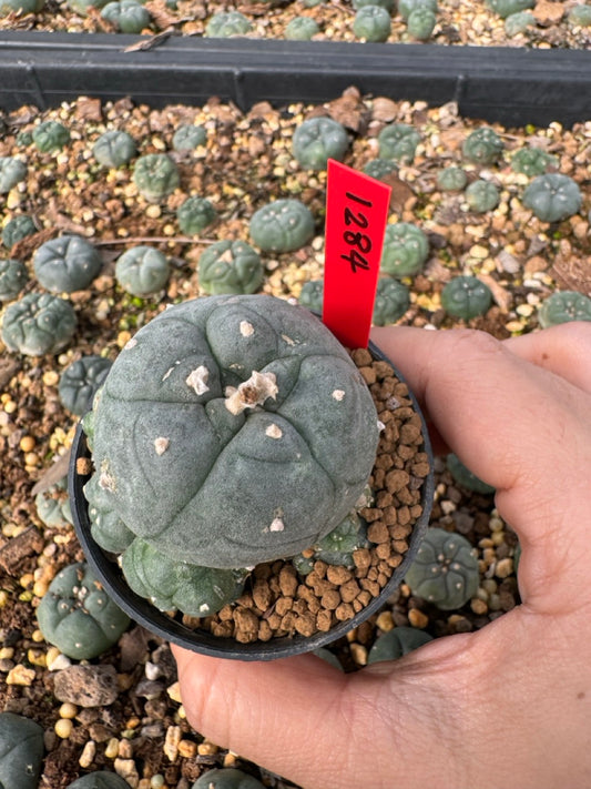 Lophophora Williamsii size 5-6 cm own root