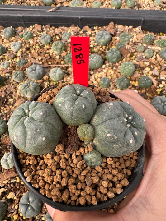 Lophophora Williamsii size 5-6 cm own root