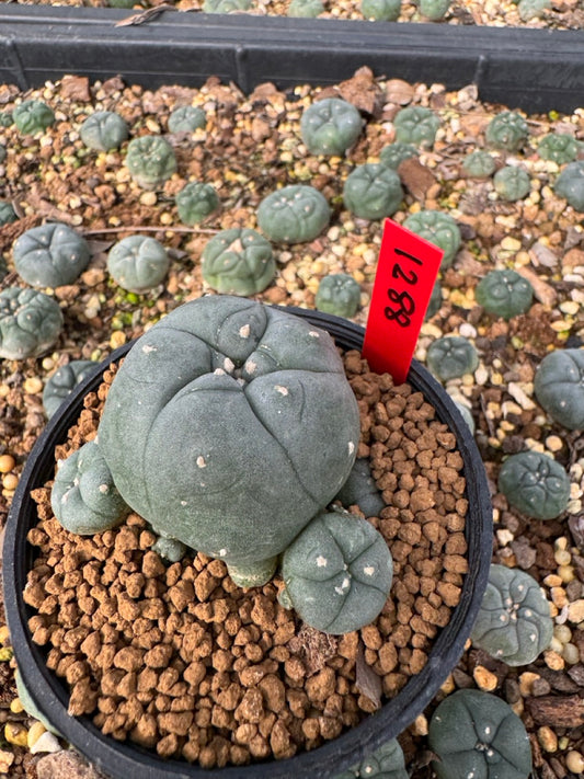 Lophophora Williamsii size 5-6 cm own root