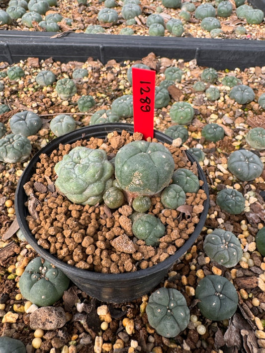 Lophophora Williamsii size 5-6 cm own root