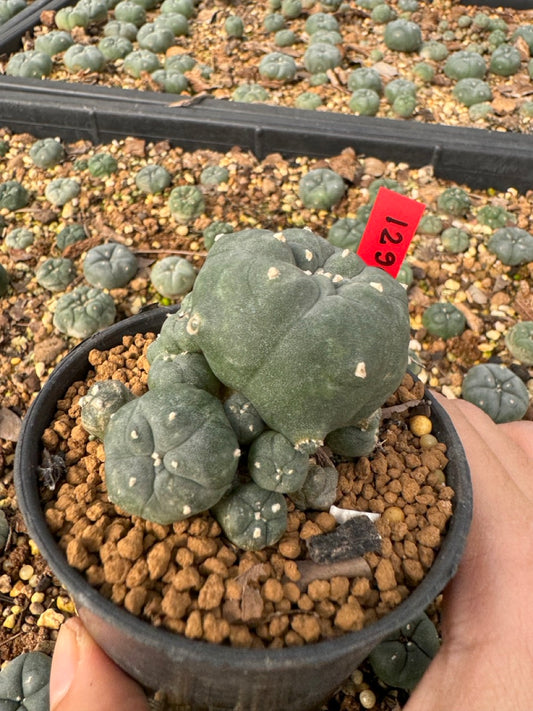 Lophophora Williamsii size 5-6 cm own root