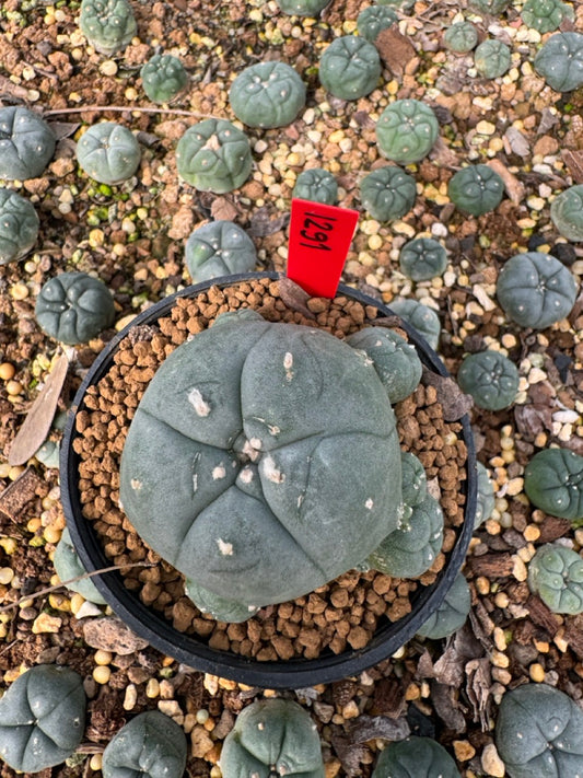 Lophophora Williamsii size 5-6 cm own root